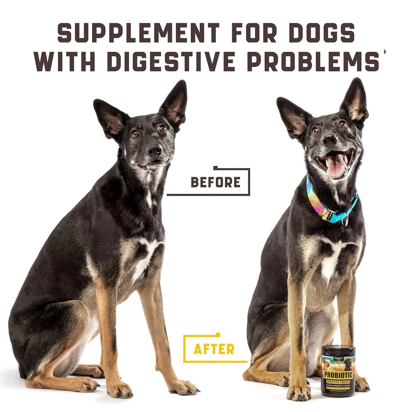 Premium Digestive Support & Probiotics - Sensitive Stomach Formula