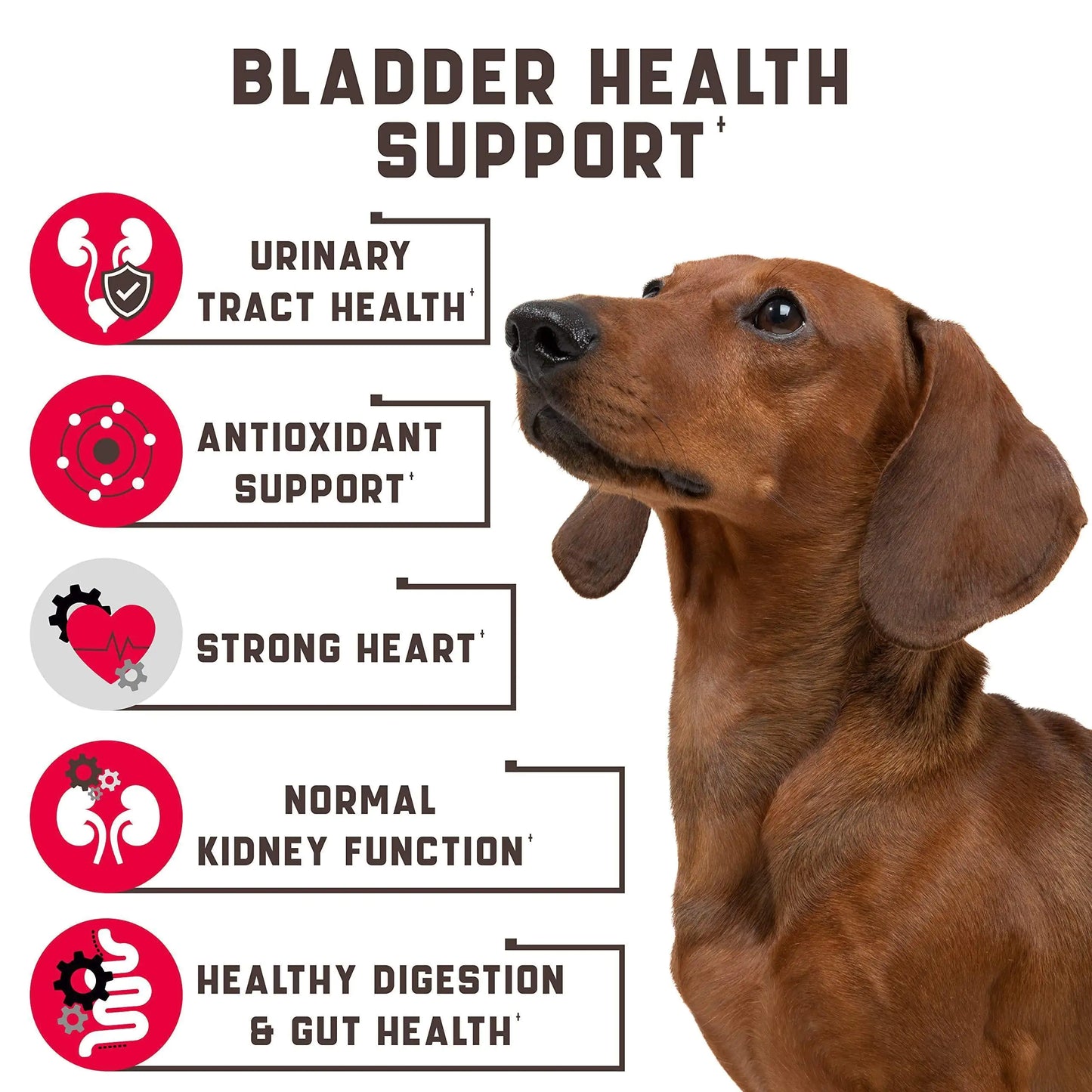 Professional Bladder Control Support Chews - Senior & Spayed Dogs