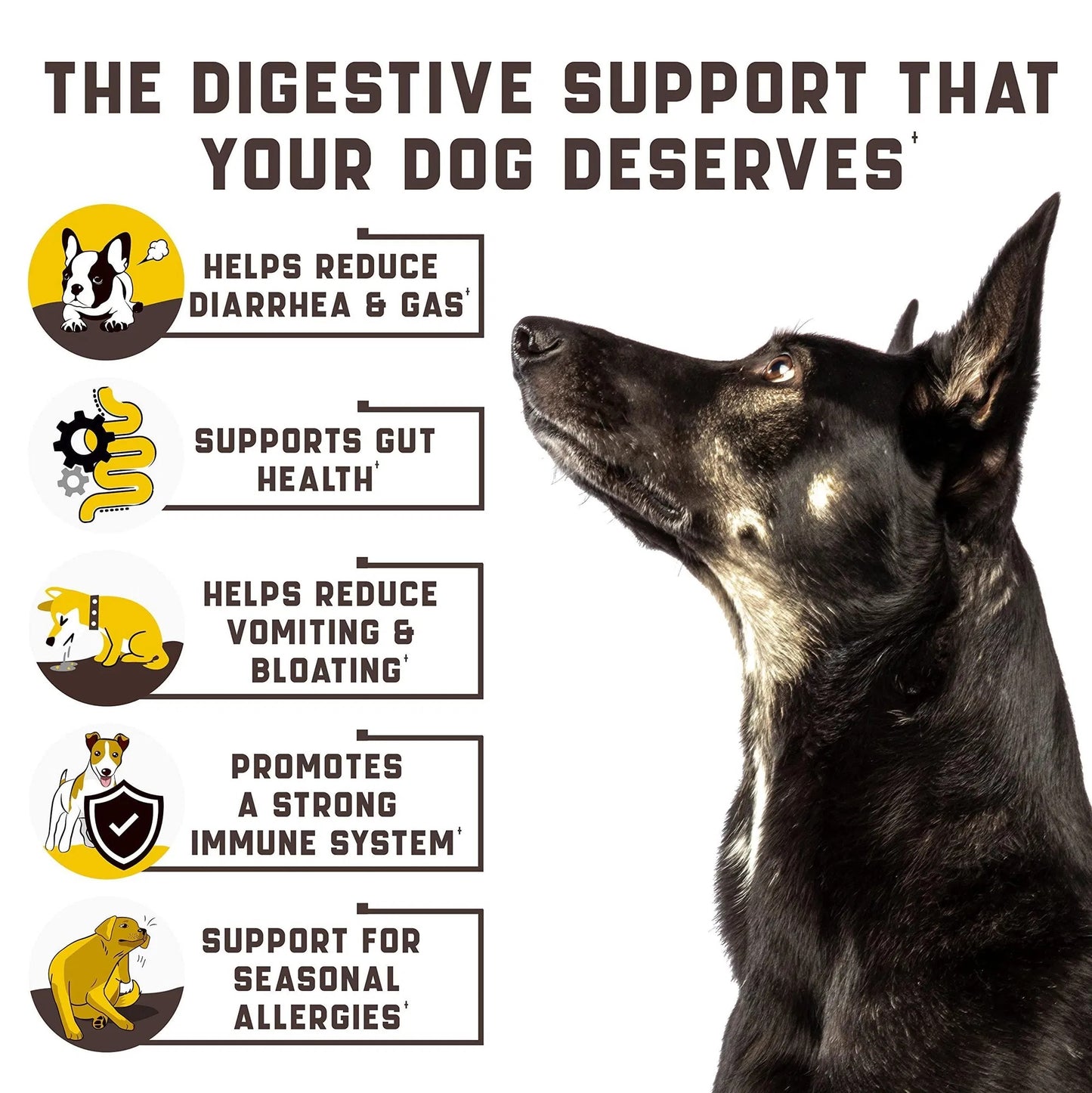 Premium Digestive Support & Probiotics - Sensitive Stomach Formula