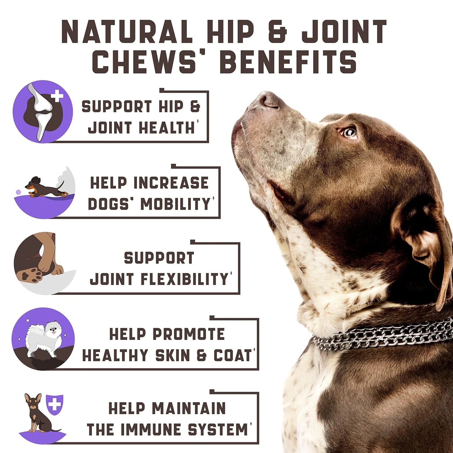 Professional Dog Joint Support - Glucosamine, Chondroitin & MSM